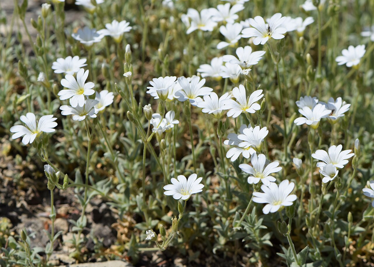 Cerastium gibraltaricum: Cerastium gibraltaricum in the Botanischer Garten, Berlin-Dahlem