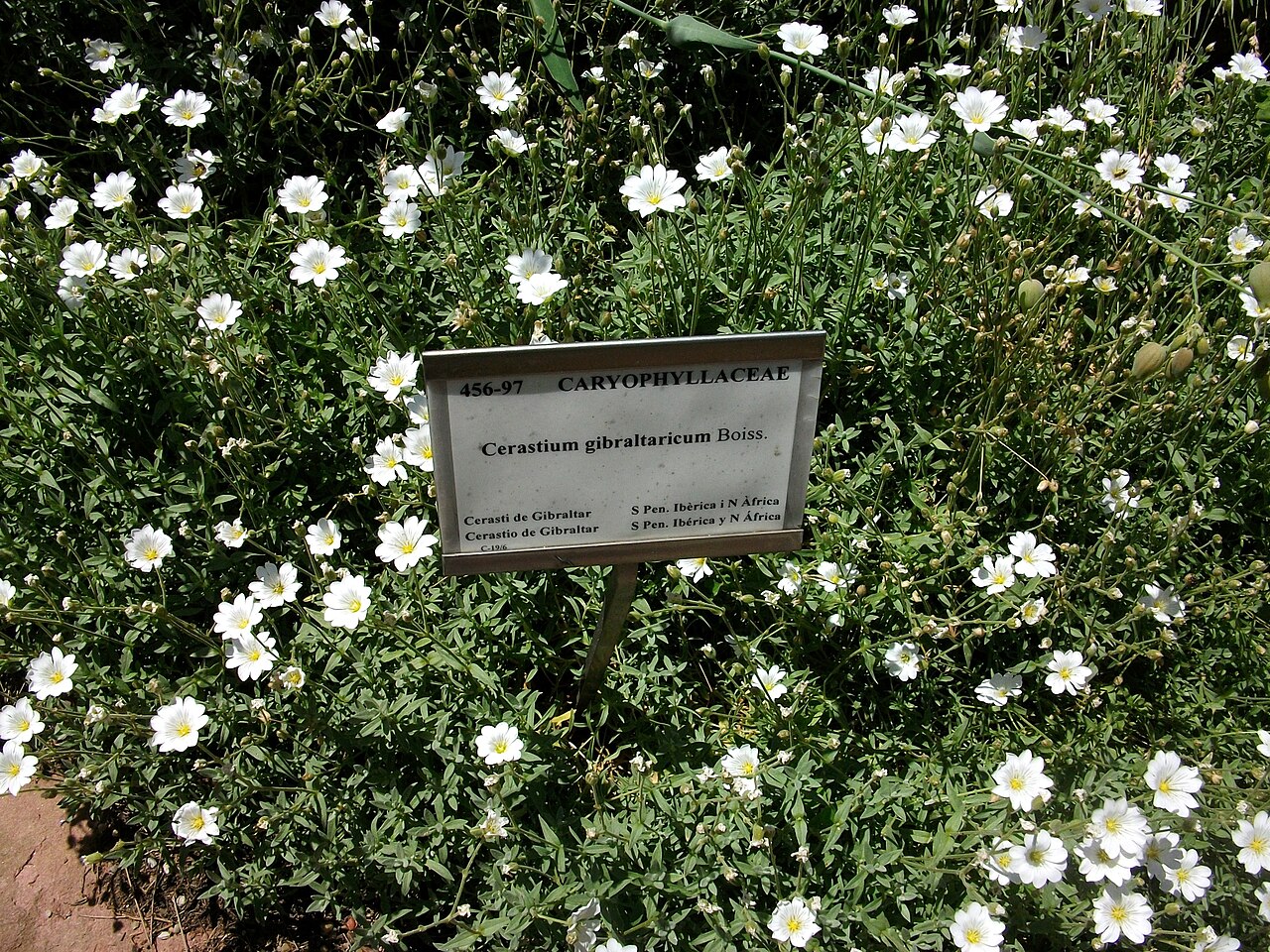 Cerastium gibraltaricum: Cerasti de Gibraltar (Cerastium gibraltaricum), jardí botànic de València.