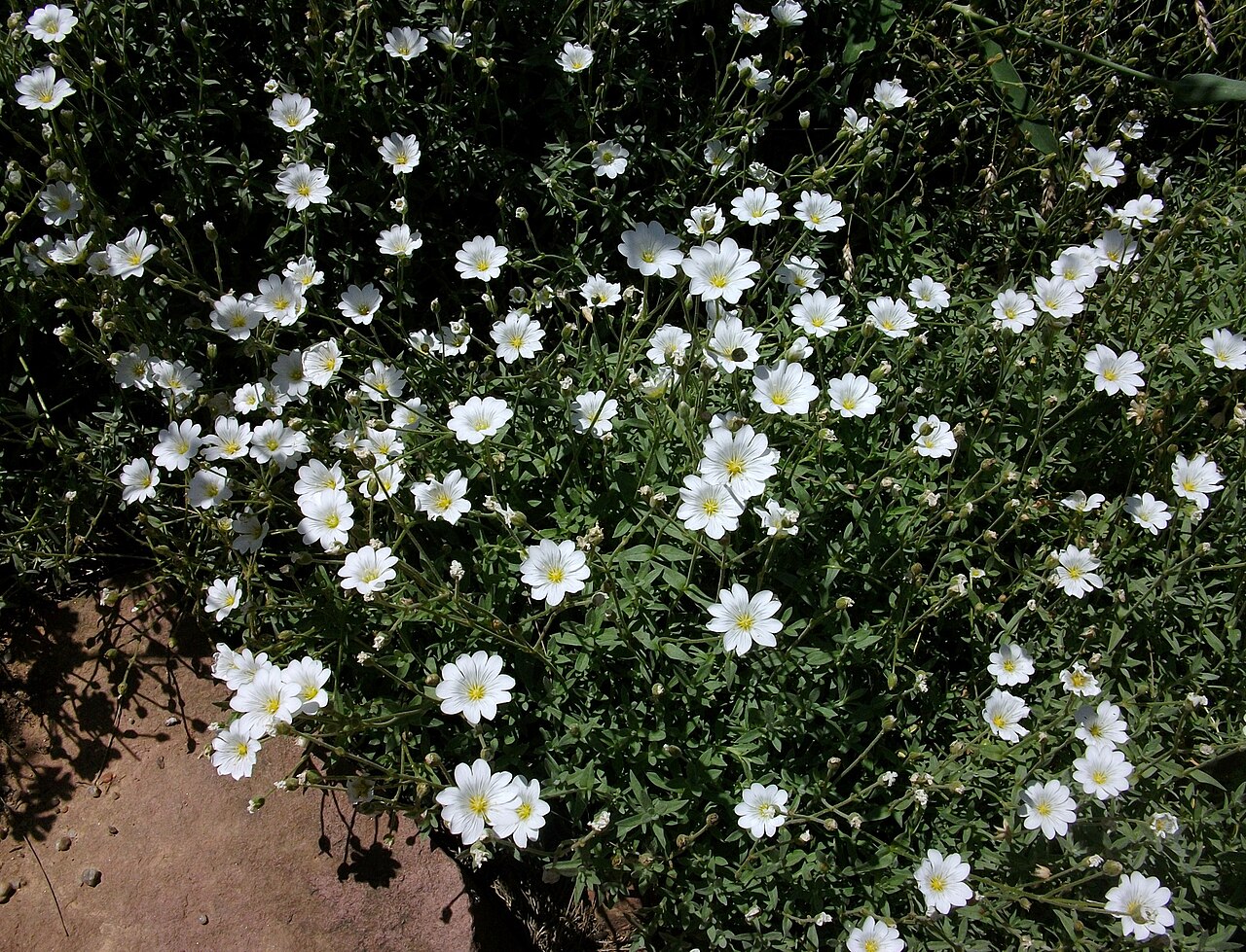 Cerastium gibraltaricum: Cerasti de Gibraltar (Cerastium gibraltaricum), jardí botànic, València.