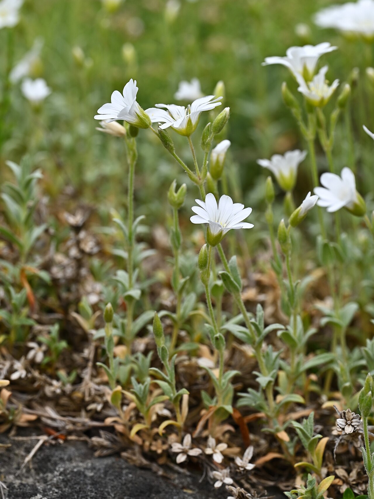 Cerastium gibraltaricum: Cerastium gibraltaricum in the Botanischer Garten, Berlin-Dahlem