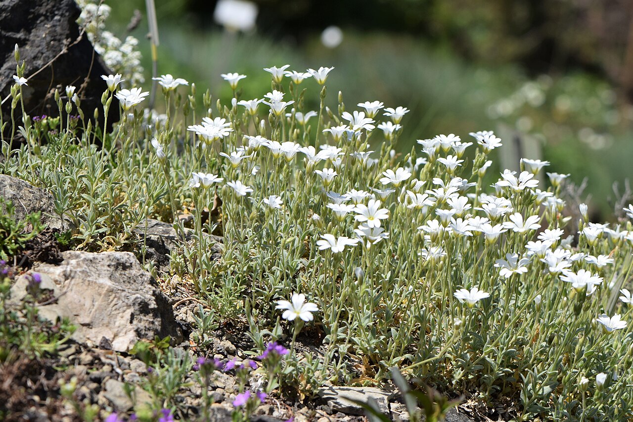 Cerastium gibraltaricum: Cerastium gibraltaricum in the Botanischer Garten, Berlin-Dahlem