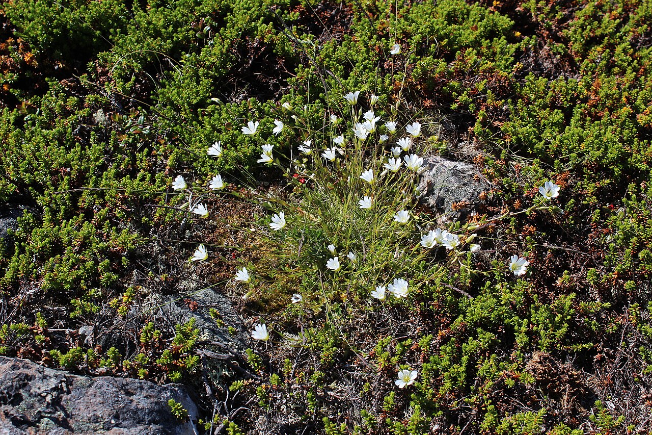 Cerastium glabratum: Cerastium glabratum