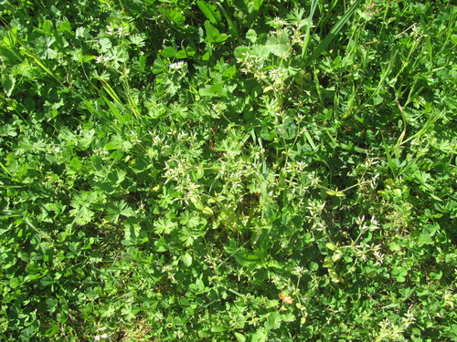 Sticky chickweed (Cerastium glomeratum)