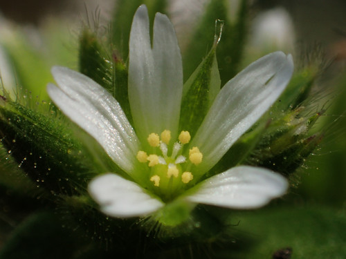Sticky chickweed (Cerastium glomeratum)