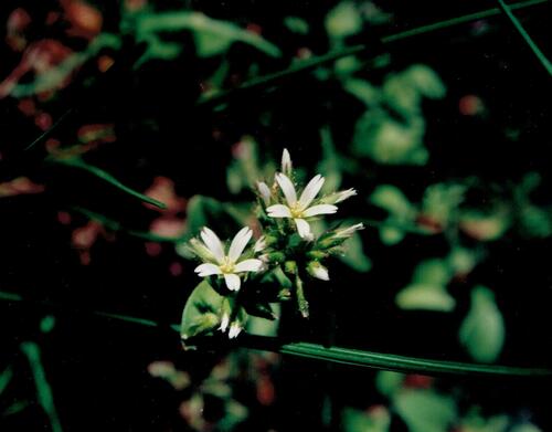 Sticky chickweed (Cerastium glomeratum)