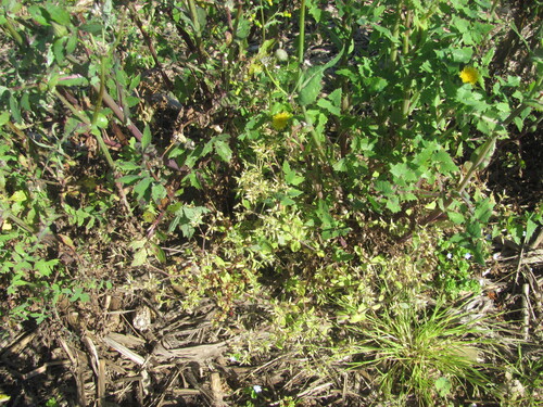 Sticky chickweed (Cerastium glomeratum)