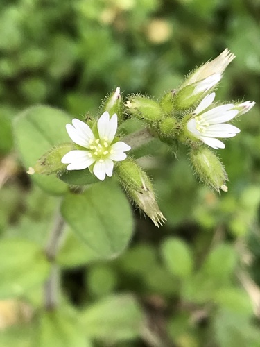 Sticky chickweed (Cerastium glomeratum)