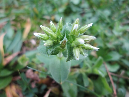 Sticky chickweed: Knäuel-Hornkraut ( Cerastium glomeratum ) am Osthafen Saarbrücken