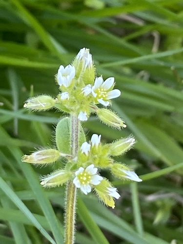 Sticky chickweed (Cerastium glomeratum)