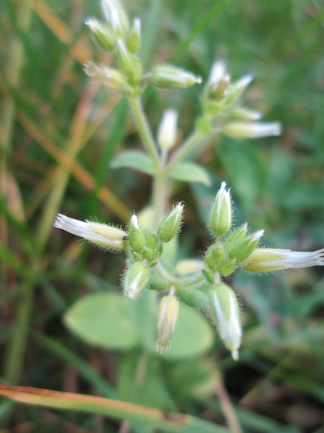 Sticky chickweed: Knäuel-Hornkraut ( Cerastium glomeratum ) am Osthafen Saarbrücken