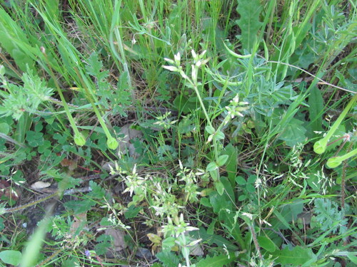 Sticky chickweed (Cerastium glomeratum)