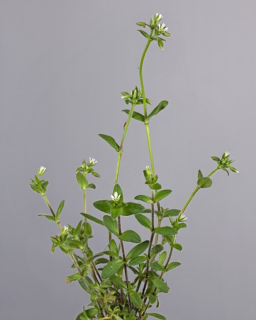 Sticky chickweed: Cerastium glomeratum - Plant habit