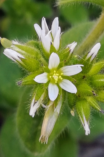 Sticky chickweed