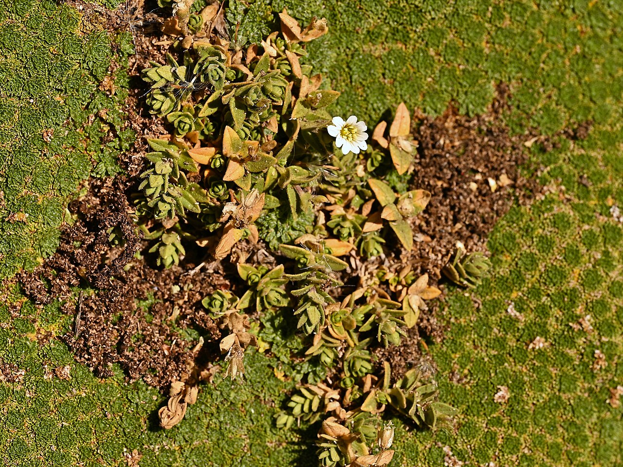 Cerastium humifusum: Cerastium humifusum growing in the cushion of Azorella madreporica near La Parva in Region Metropolitana de Santiago, Chile