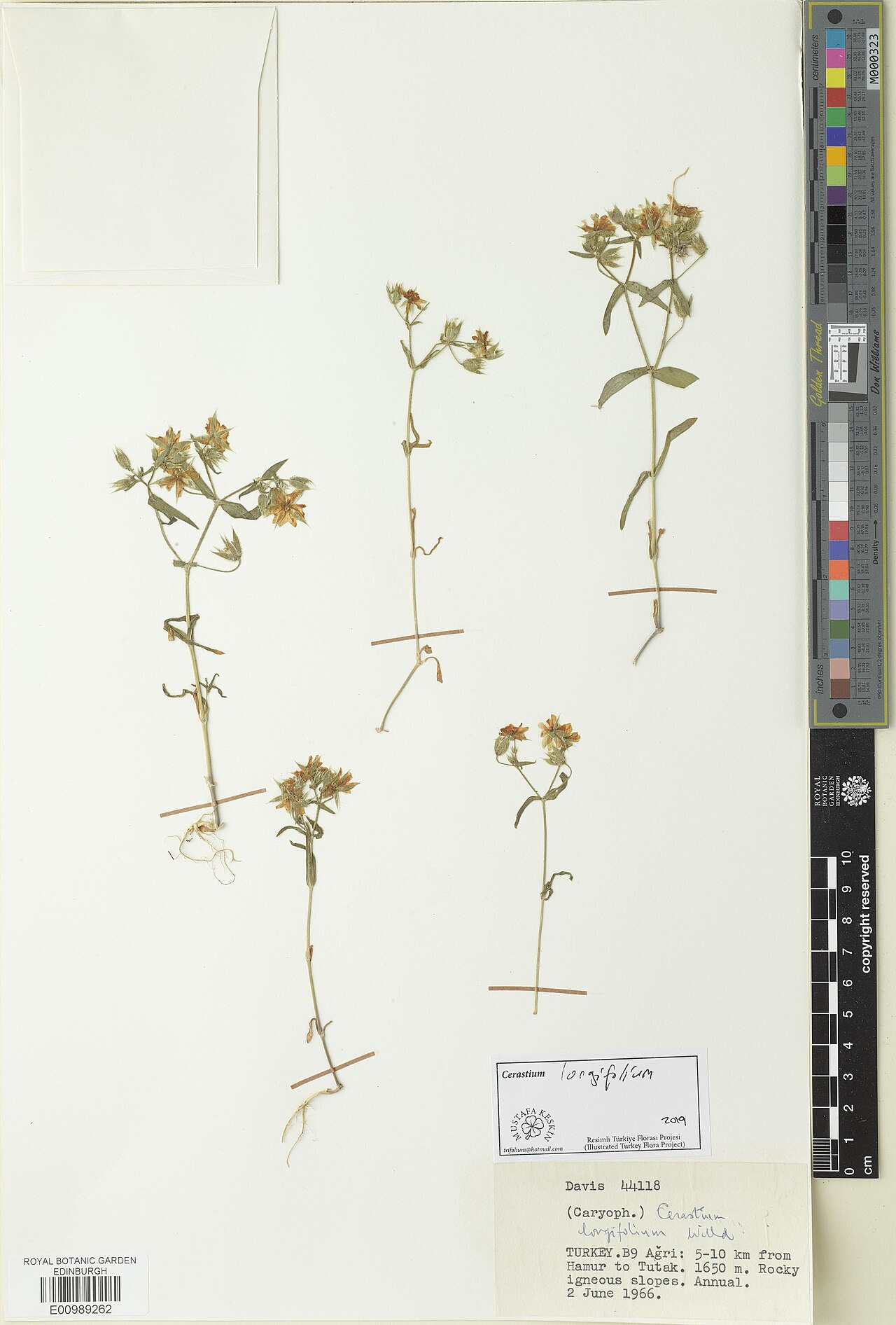 Cerastium longifolium: Cerastium longifolium — Herbarium specimen. Recorded in GBIF occurrence 3312555965 .