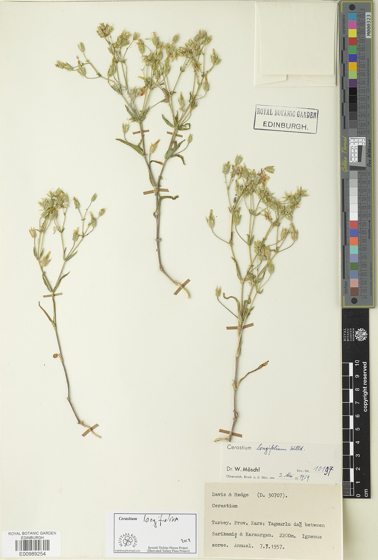 Cerastium longifolium: Cerastium longifolium — Herbarium specimen. Recorded in GBIF occurrence 3312555933 .