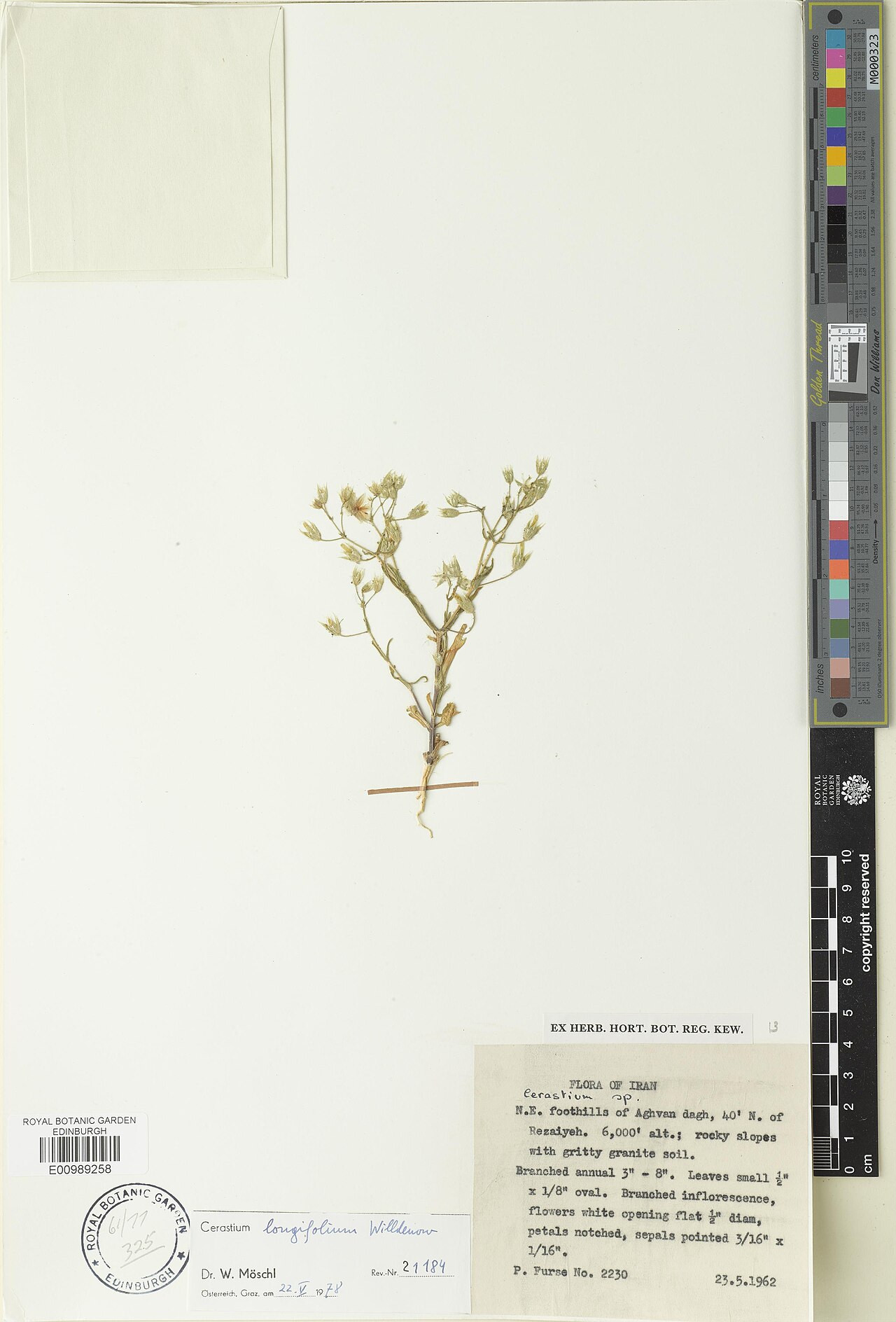 Cerastium longifolium: Cerastium longifolium — Herbarium specimen. Recorded in GBIF occurrence 3312555949 .