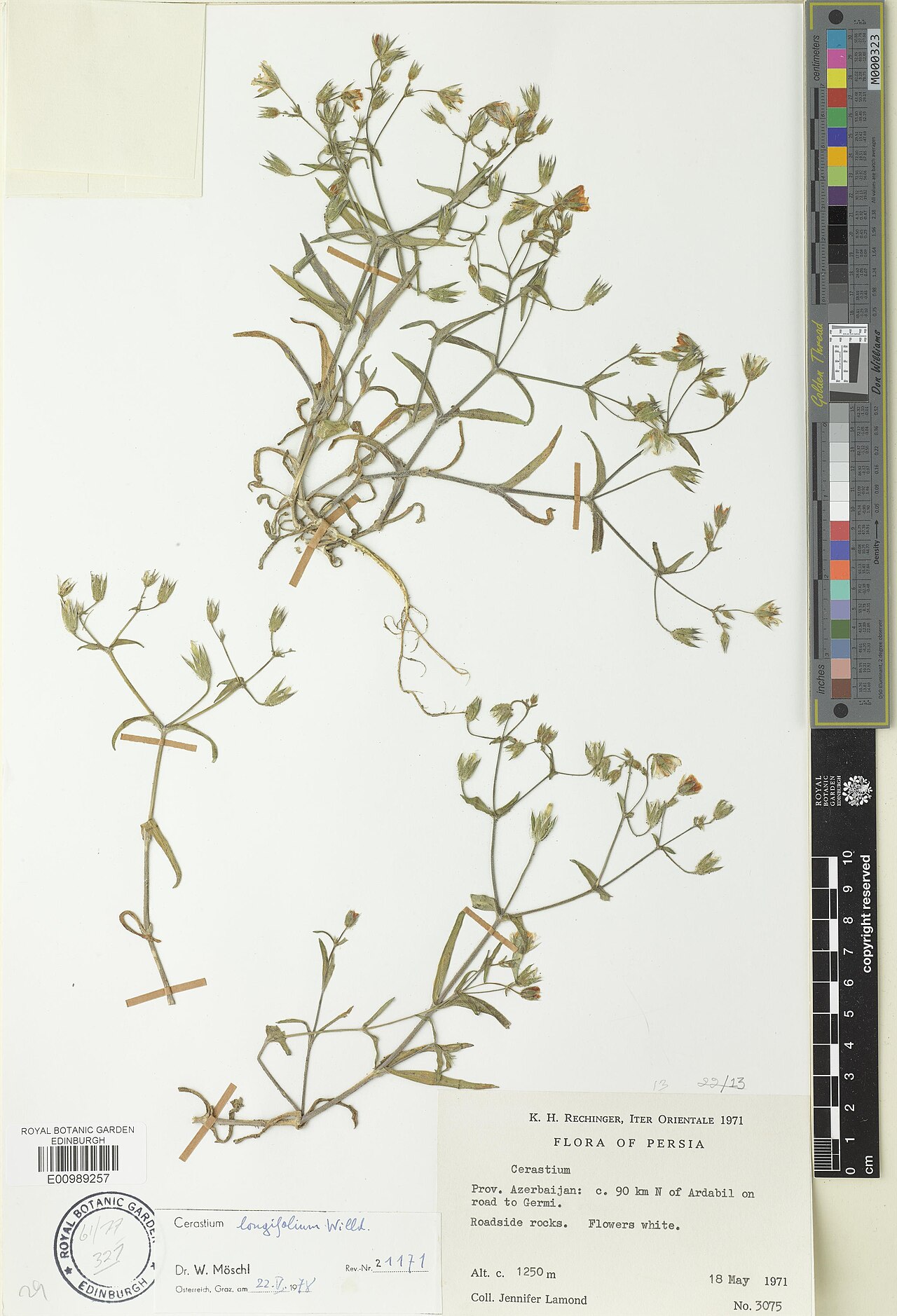 Cerastium longifolium: Cerastium longifolium — Herbarium specimen. Recorded in GBIF occurrence 3312555945 .