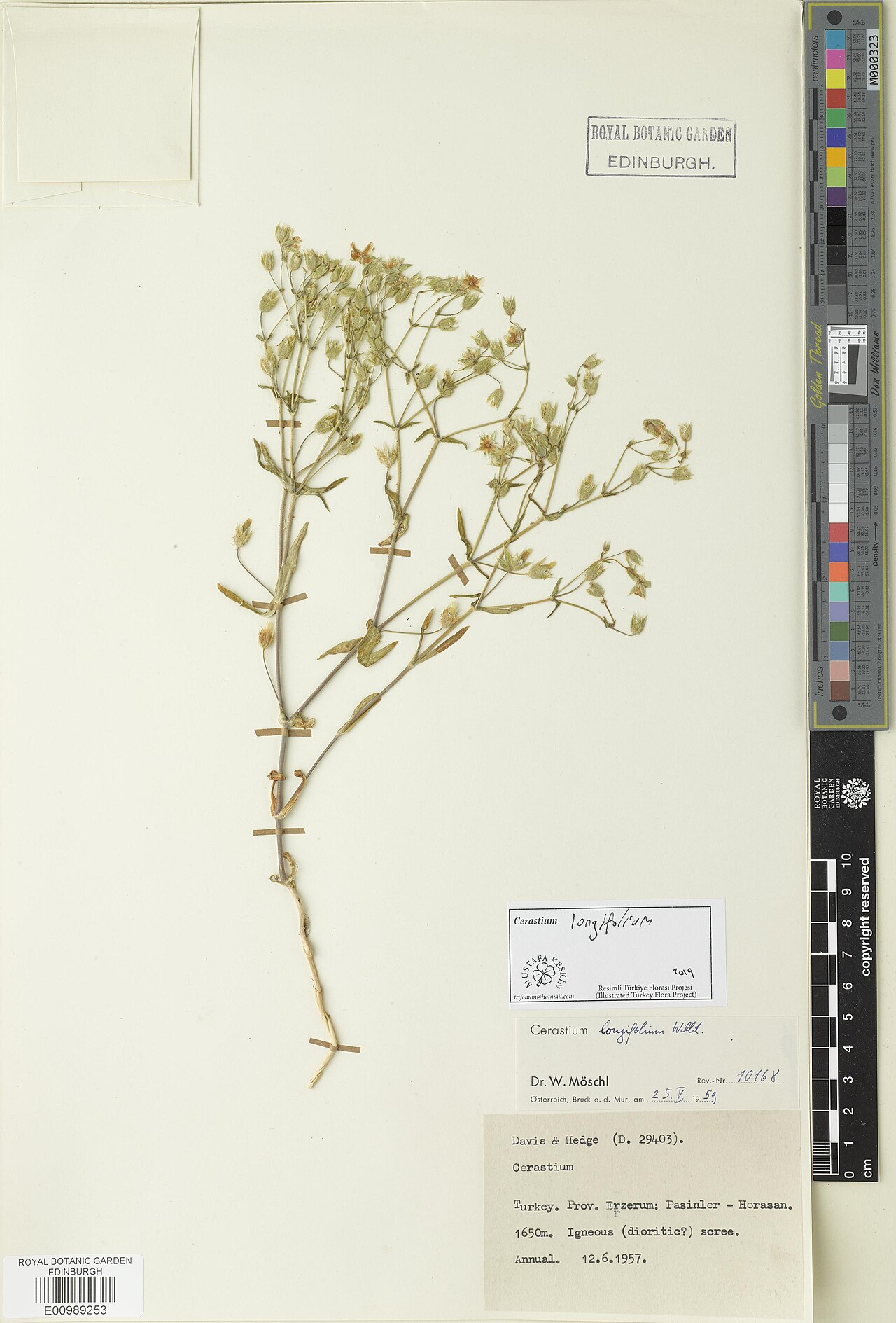 Cerastium longifolium: Cerastium longifolium — Herbarium specimen. Recorded in GBIF occurrence 3312555929 .