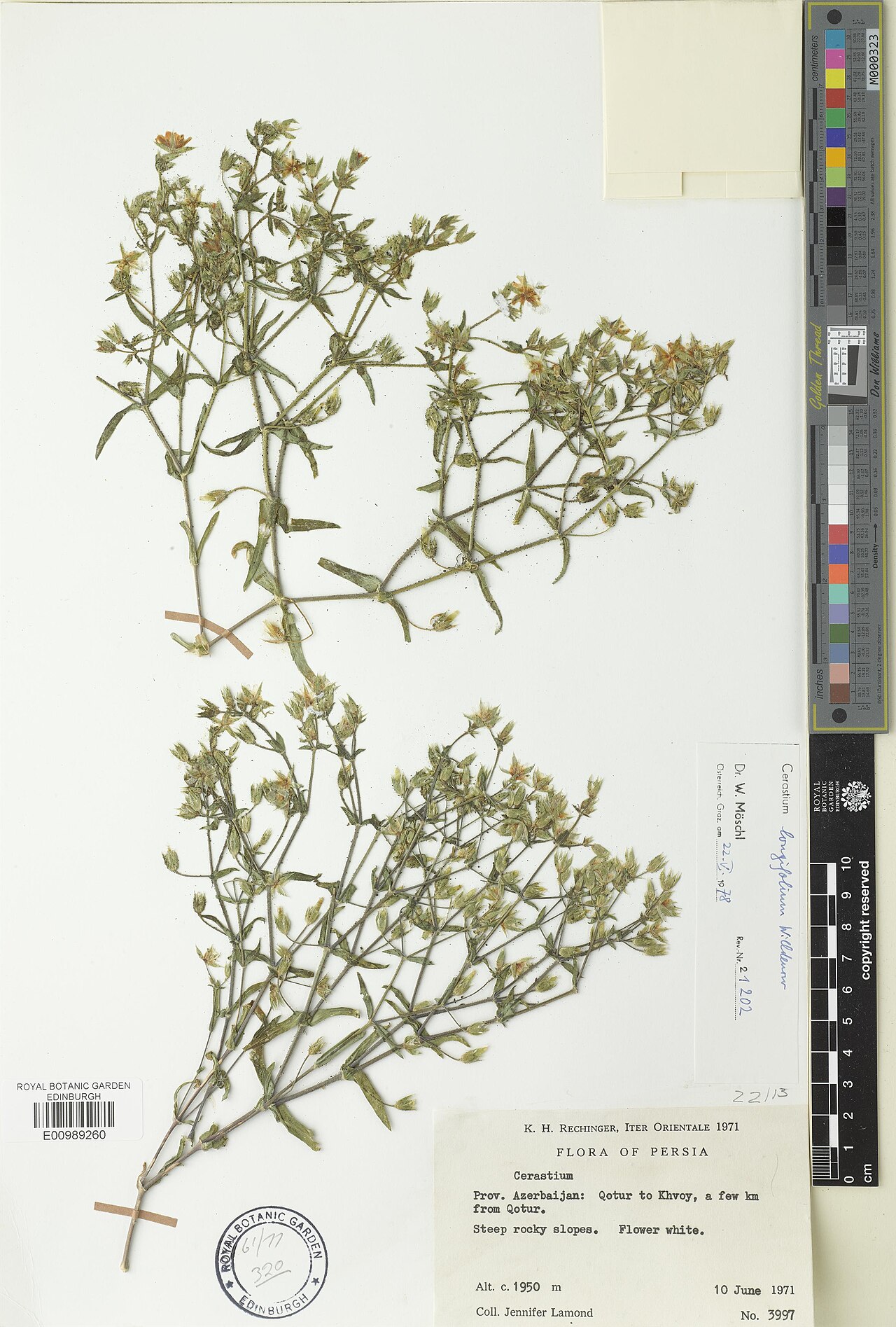 Cerastium longifolium: Cerastium longifolium — Herbarium specimen. Recorded in GBIF occurrence 3312555957 .