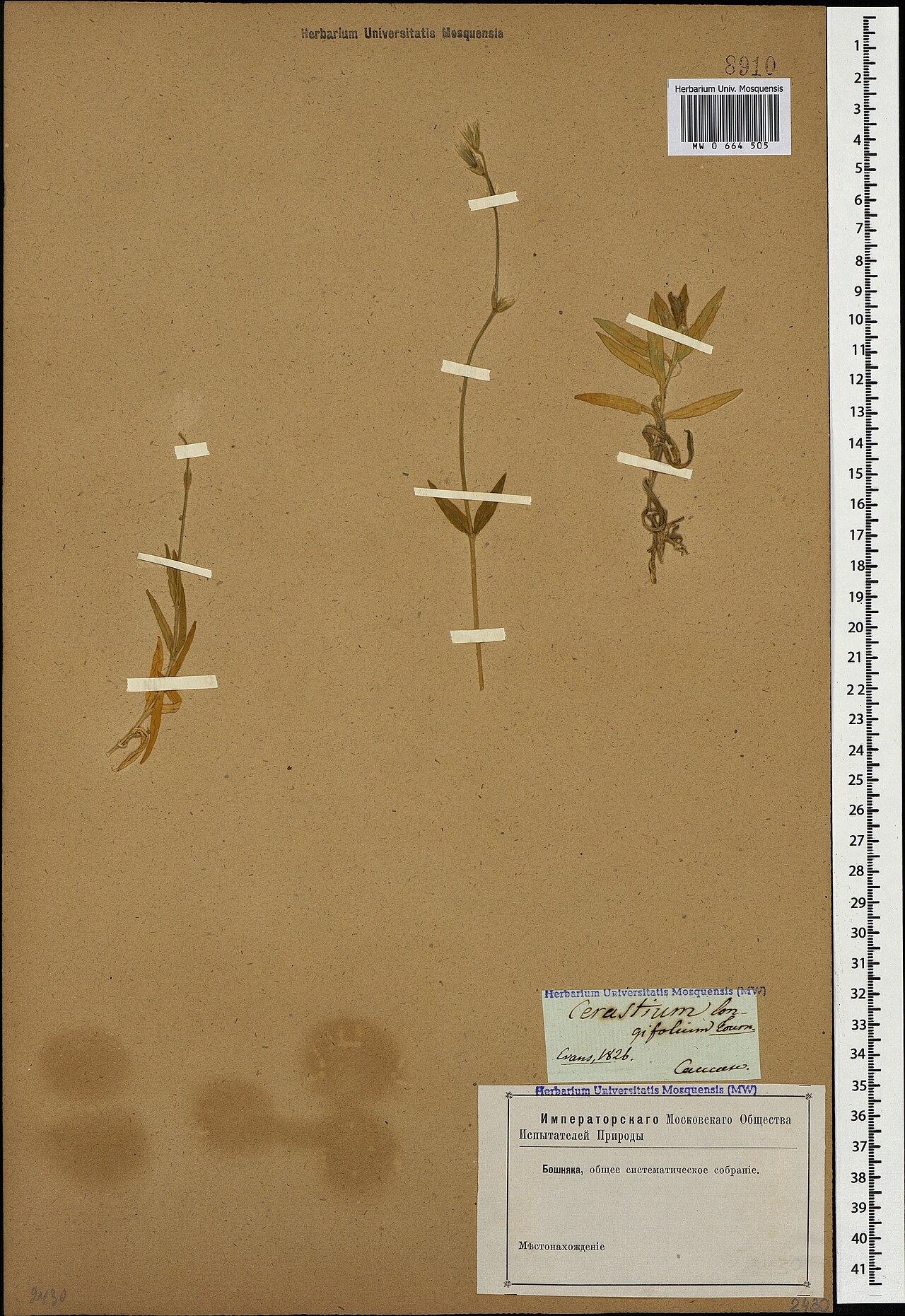 Cerastium longifolium: Cerastium longifolium — Herbarium specimen. Recorded in GBIF occurrence 1697781962 .