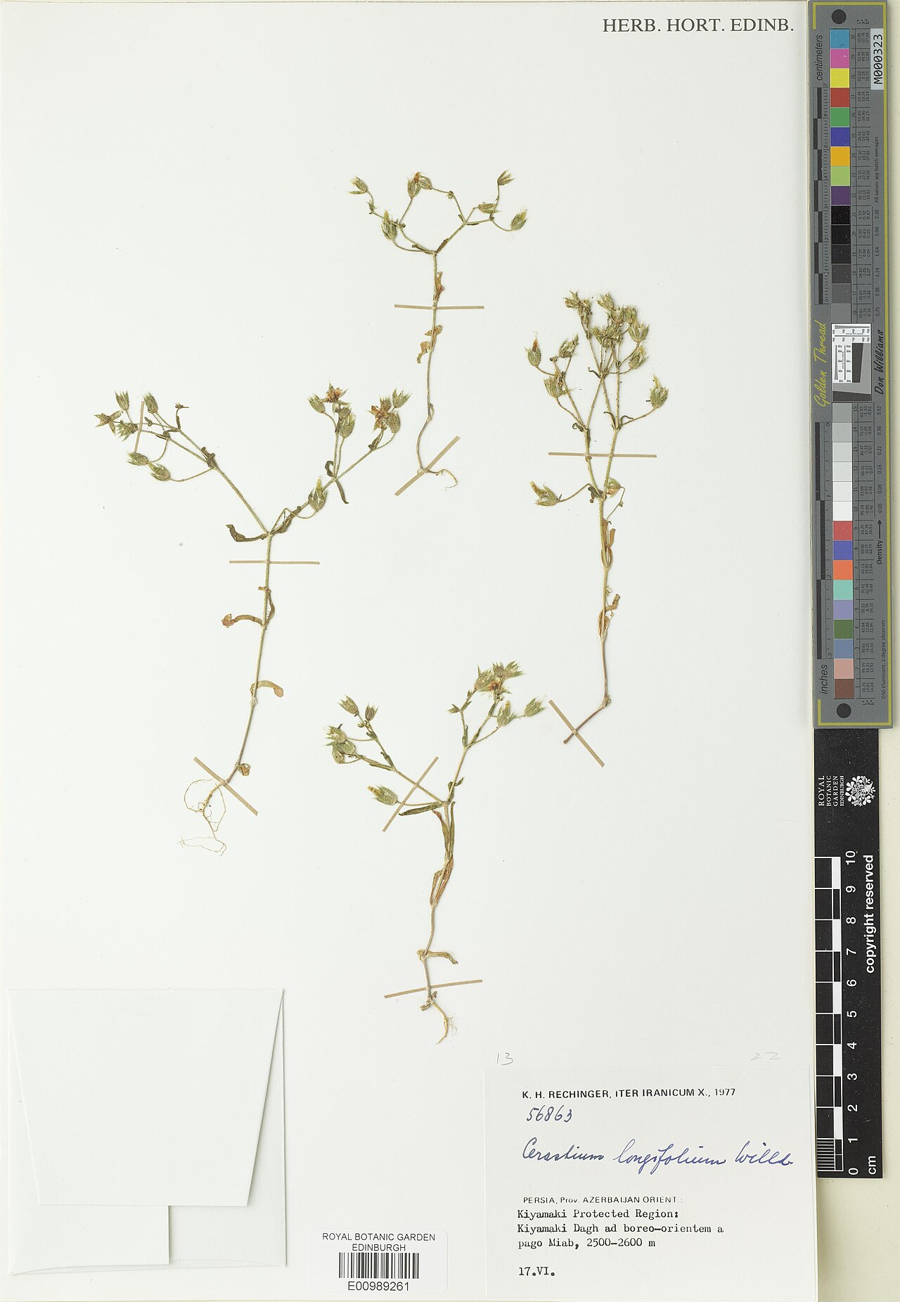Cerastium longifolium: Cerastium longifolium — Herbarium specimen. Recorded in GBIF occurrence 3312555961 .