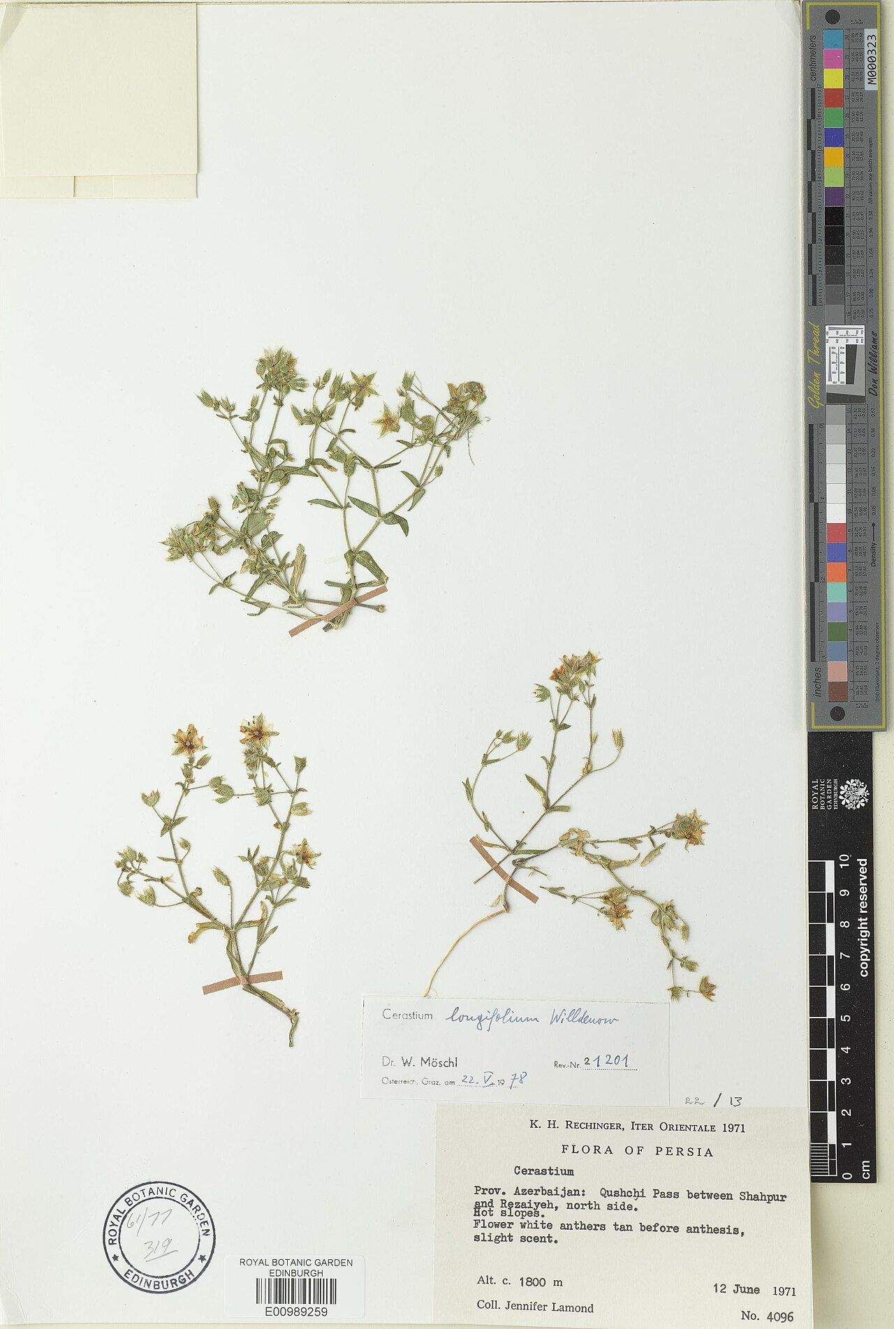 Cerastium longifolium: Cerastium longifolium — Herbarium specimen. Recorded in GBIF occurrence 3312555953 .