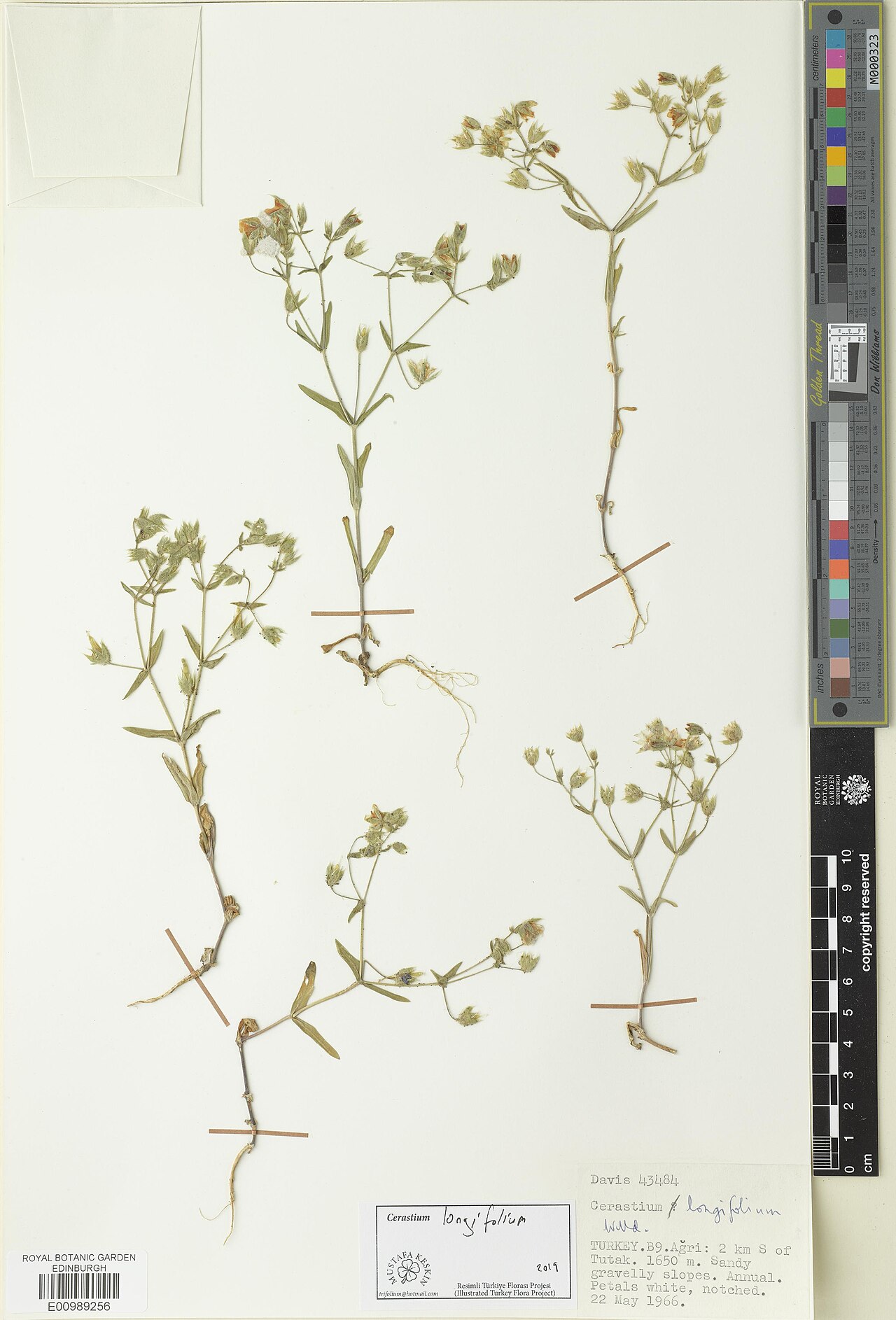 Cerastium longifolium: Cerastium longifolium — Herbarium specimen. Recorded in GBIF occurrence 3312555941 .