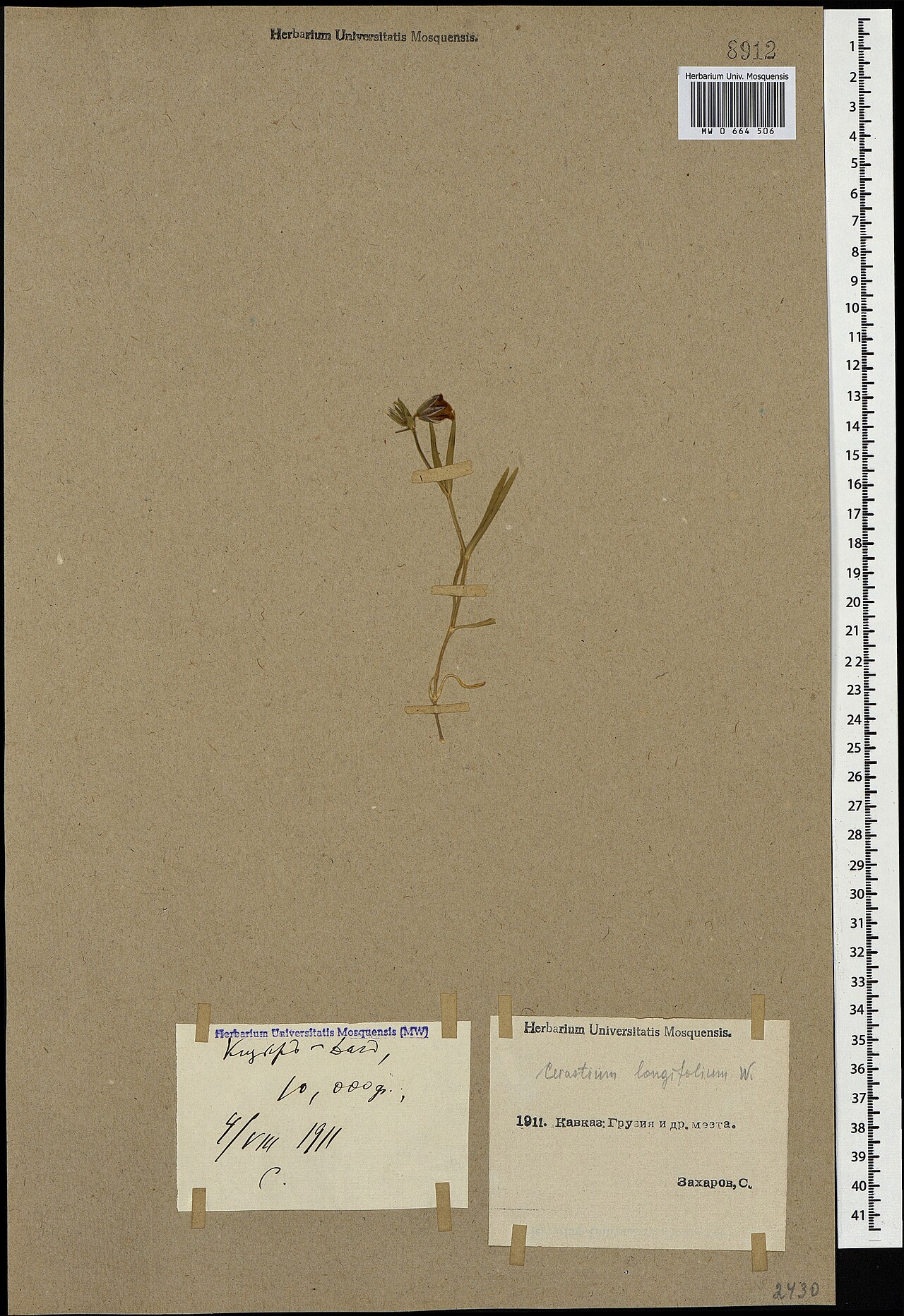 Cerastium longifolium: Cerastium longifolium — Herbarium specimen from Кавказ. Кизыр-Даг, Georgia. Collected by S. Zaharov (1911-08-04). Recorded in GBIF occurrence 1697782071 .