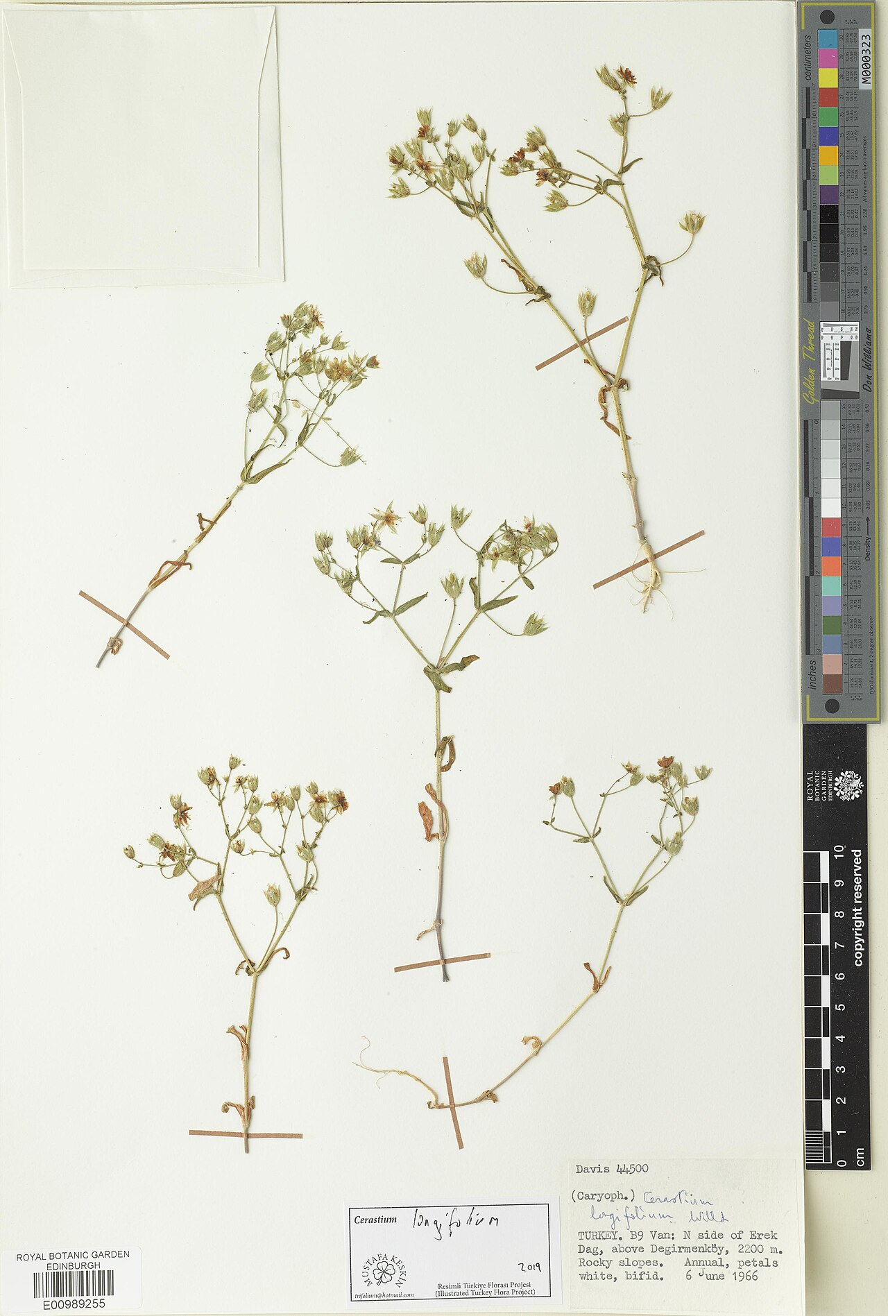 Cerastium longifolium: Cerastium longifolium — Herbarium specimen. Recorded in GBIF occurrence 3312555937 .