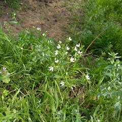 Great chickweed (Cerastium maximum)