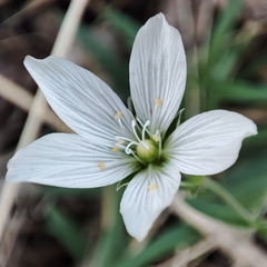 Great chickweed (Cerastium maximum)