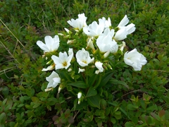 Great chickweed (Cerastium maximum)