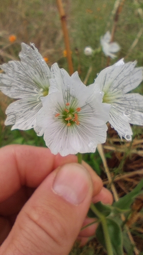 Great chickweed (Cerastium maximum)
