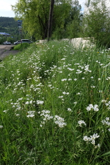 Great chickweed (Cerastium maximum)