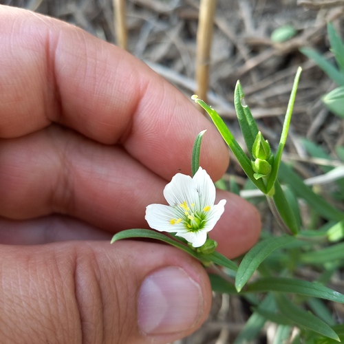 Great chickweed (Cerastium maximum)