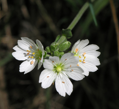 Great chickweed (Cerastium maximum)