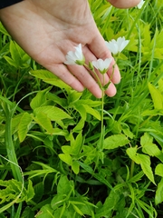 Great chickweed (Cerastium maximum)