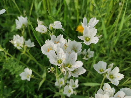 Great chickweed (Cerastium maximum)