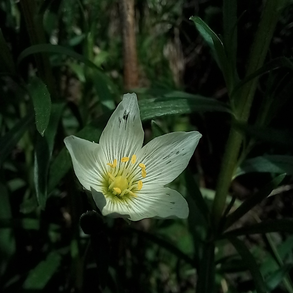 Great chickweed (Cerastium maximum)