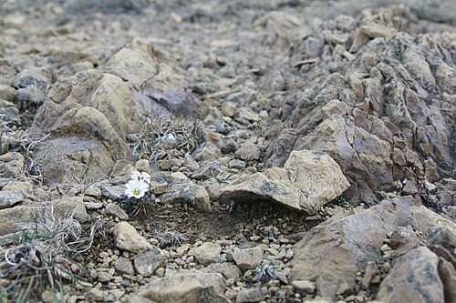 Shetland mouse-ear: Shetland Mouse-ear (Cerastium nigrescens), Keen of Hamar NNR