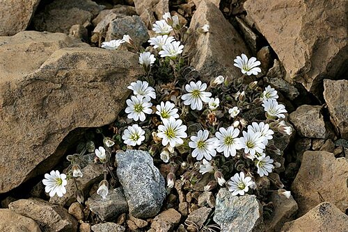 Shetland mouse-ear: Shetland Mouse-ear ( Cerastium nigrescens ), on the Keen of Hamar reserve, Unst.