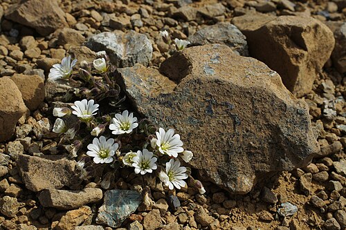 Shetland mouse-ear: Shetland Mouse-ear (Cerastium nigrescens), Keen of Hamar