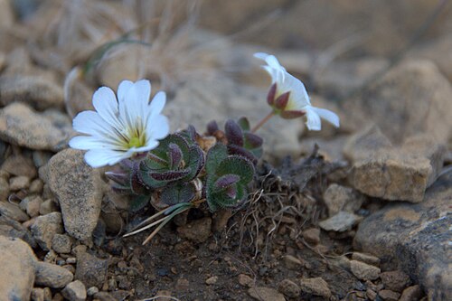 Shetland mouse-ear: Shetland Mouse-ear (Cerastium nigrescens), Keen of Hamar NNR