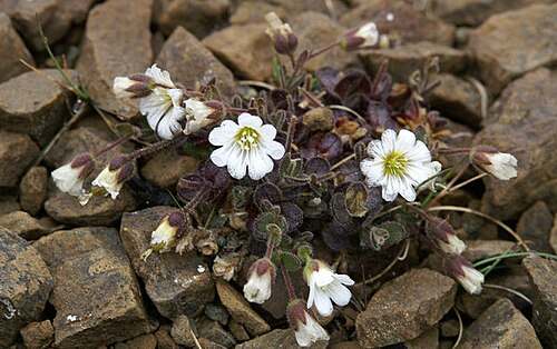 Shetland mouse-ear: Shetland Mouse-ear (Cerastium nigrescens) Known more commonly in Shetland as Edmondston's Chickweed, it was discovered by the botanist Thomas Edmondston in the 