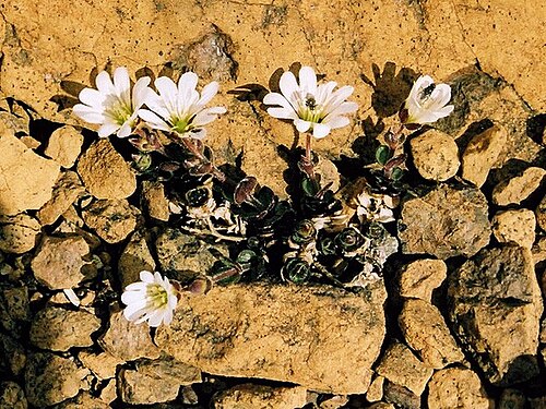 Shetland mouse-ear: Shetland Mouse-Ear (Cerastium nigrescens) Shetland Mouse-Ear, also called Edmonston's Chickweed after its discoverer, grows nowhere in the world except on the U