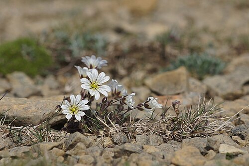 Shetland mouse-ear: Edmonston's Chickweed (Cerastium nigrescens), Keen of Hamar