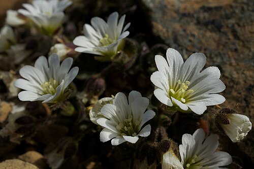 Shetland mouse-ear: Shetland Mouse-ear (Cerastium nigrescens), Keen of Hamar