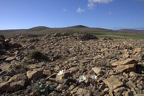 Shetland mouse-ear: Edmondston's Chickweed (Ceratium nigrescens) on the Keen of Hamar
