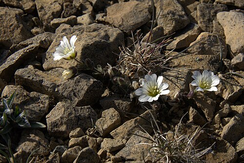 Shetland mouse-ear: Edmondston's Chickweed (Ceratium nigrescens) on the Keen of Hamar